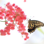 クローズアップ写真「蝶の世界」キアゲハ