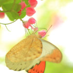 クローズアップ写真「蝶の世界」ツバメニチョウ
