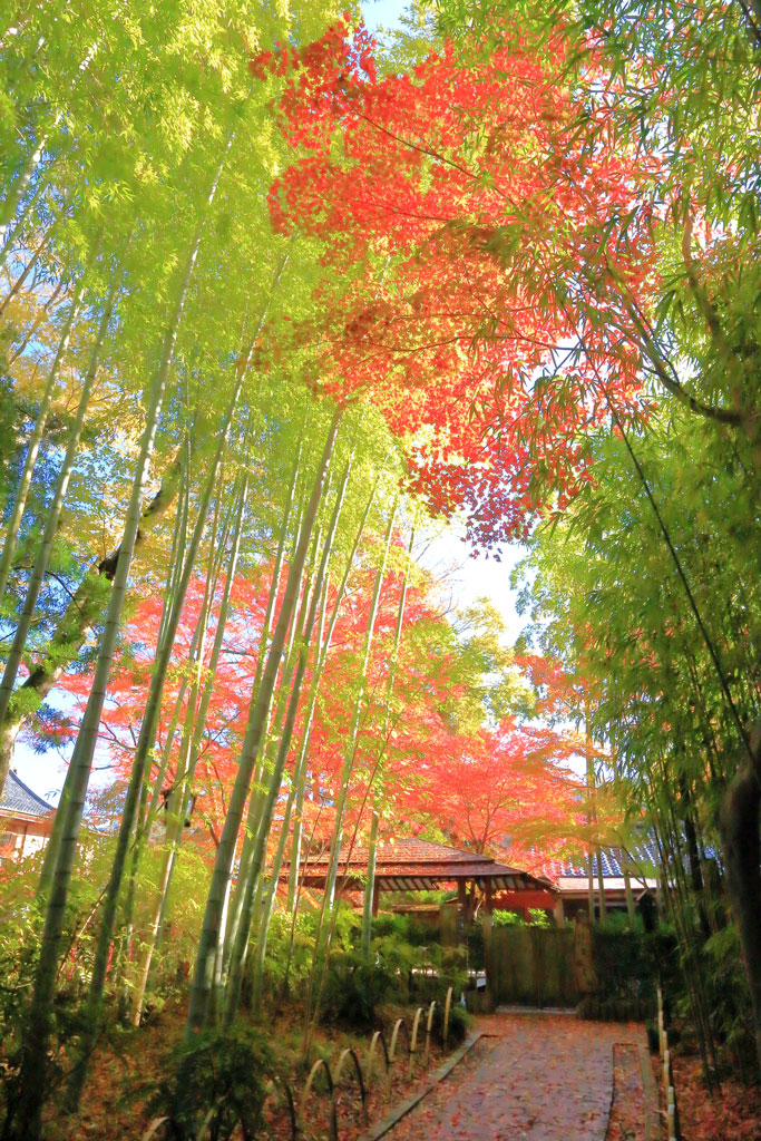 修善寺「竹林の小径」鮮やかな紅葉の世界