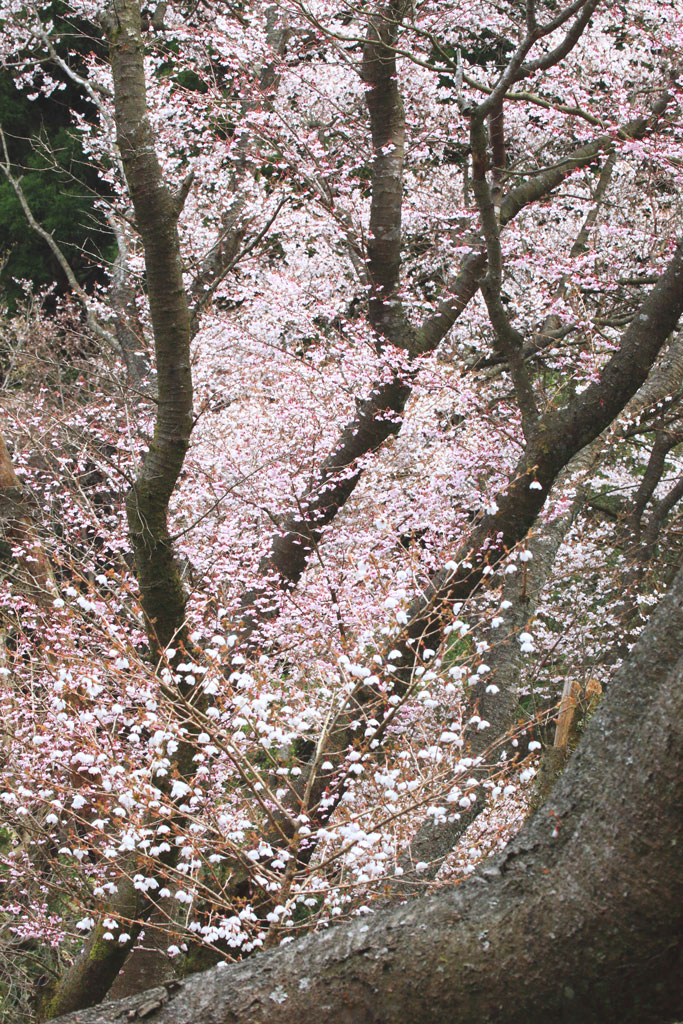 伊豆市「達磨山」花の小さなマメサクラ