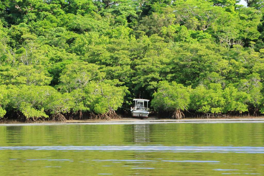 西表島「仲間川」マングローブ林のボート