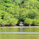 西表島「仲間川」マングローブに隠れるボート