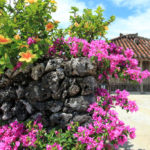 八重山諸島「竹富島」ブーゲンビリア飾るサンゴ塀