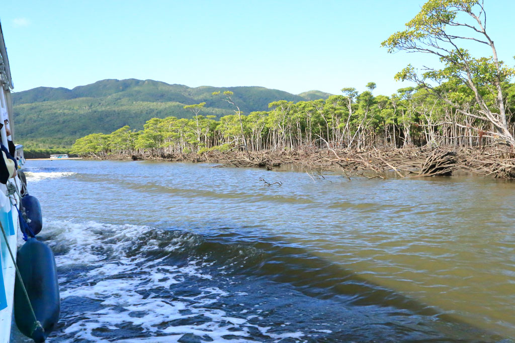 西表島「仲間川」マングローブ林の景観