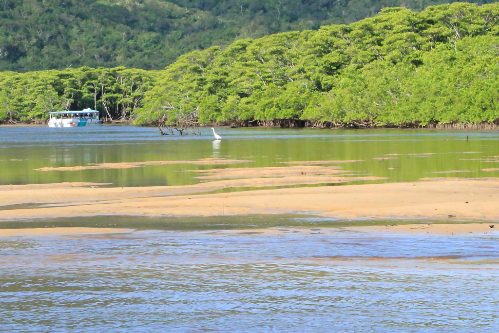 西表島「仲間川」川底が現れた中流域