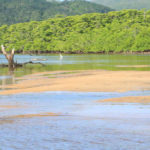 西表島「仲間川」干潮時の風景