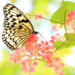 クローズアップ写真「蝶」オオゴマダラ
