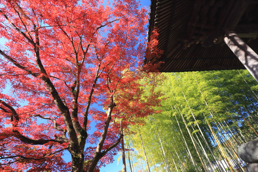 修善寺「修禅寺」鐘楼堂脇の紅葉と竹林風景