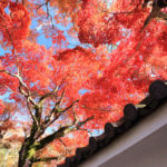 「修善寺」鮮やかな修禅寺の紅葉