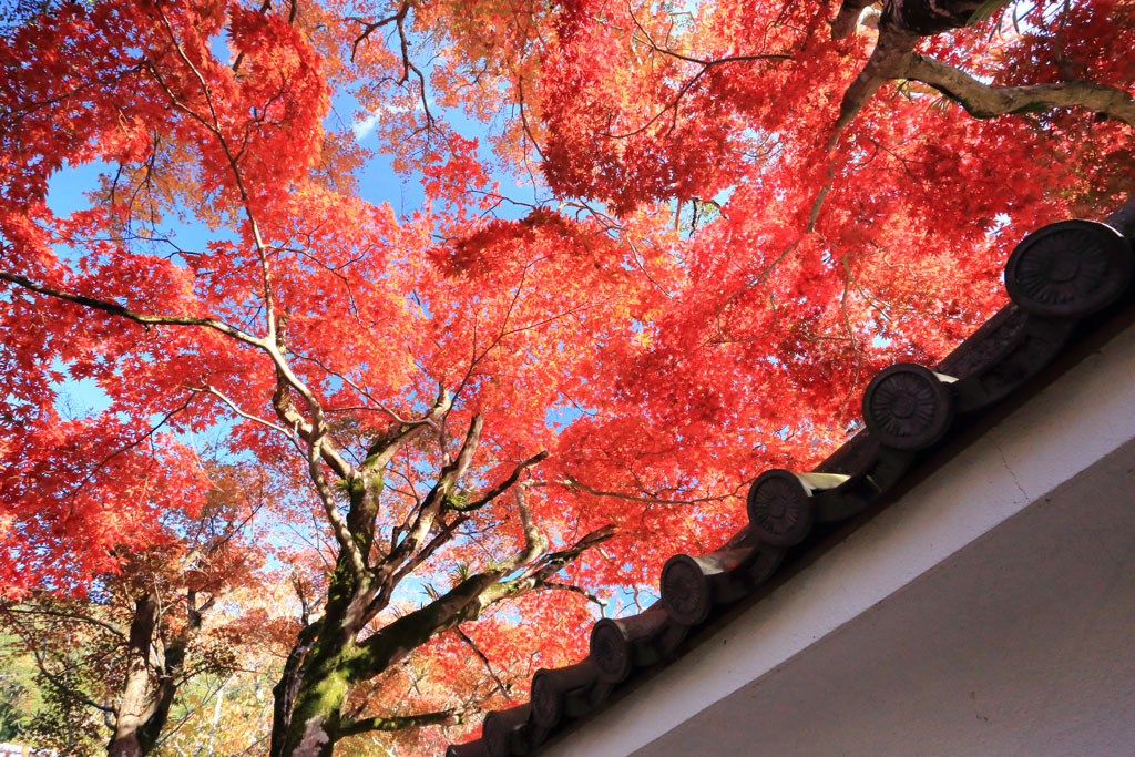 修善寺「修禅寺」寺院脇の紅葉光景