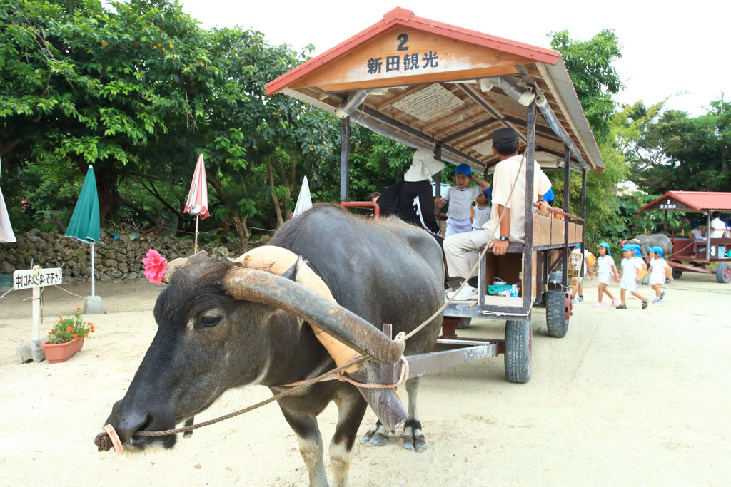 八重山諸島「竹富島」水牛車に乗る幼稚園生