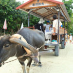 八重山諸島「竹富島」水牛車に乗る園児