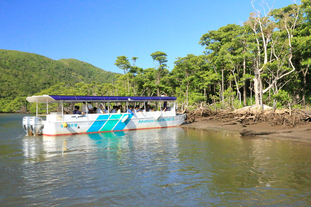 西表島「仲間川」サキシマスオウの大樹