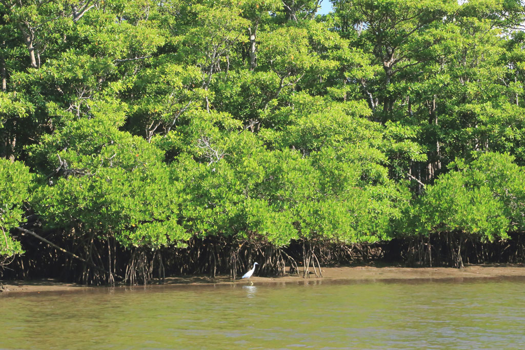 西表島「仲間川」マングローブ林に羽を休めるサギ