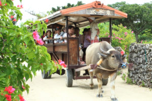 ハイビスカスに囲まれた竹富島の水牛車
