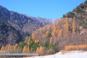 長野県「高瀬渓谷」カラマツの紅葉風景