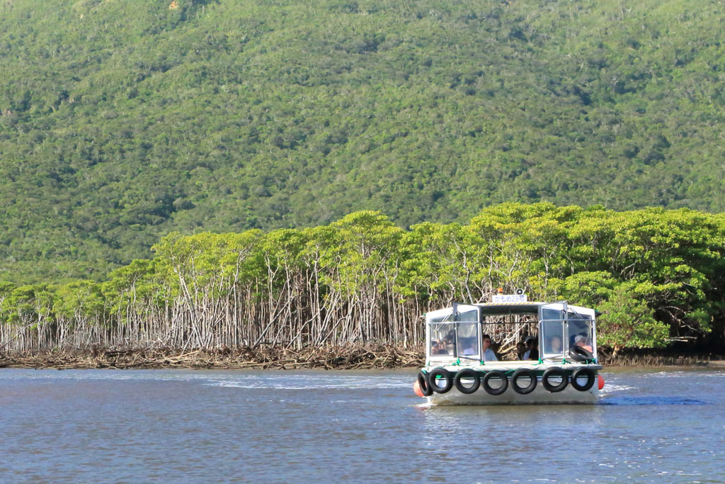 西表島「仲間川」遊覧船とマングローブ林
