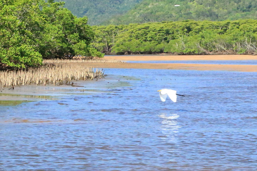 西表島「仲間川」サギの飛翔