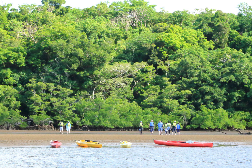 西表島「仲間川」マングローブ林のの見学
