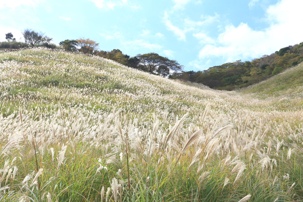 伊豆稲取「細野高原」三筋山山腹のススキ野原