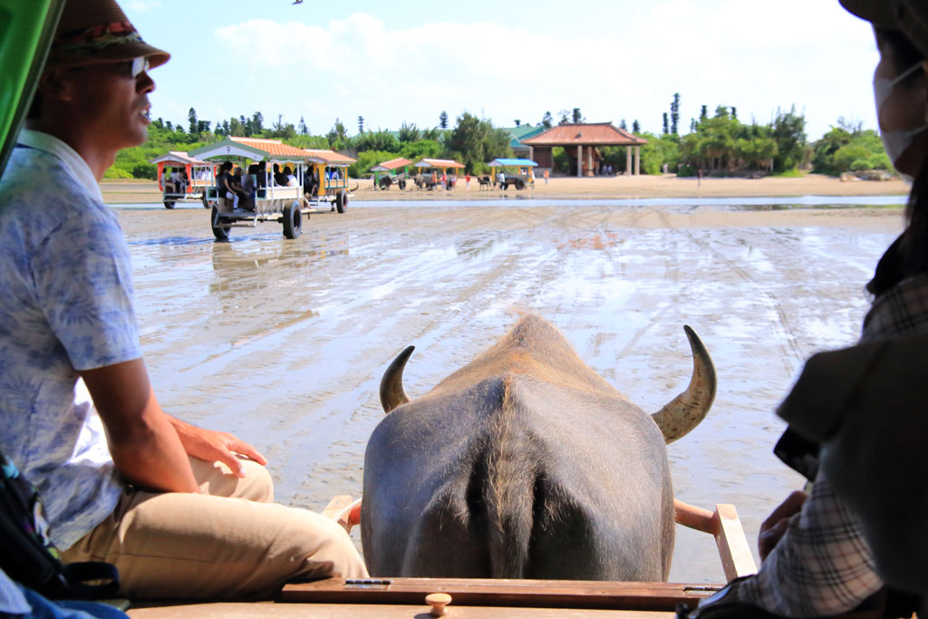 八重山諸島「由布島」由布島に向かう水牛車