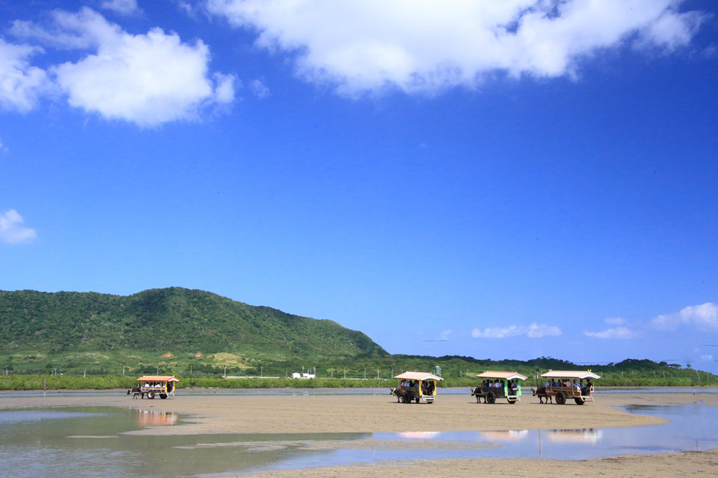八重山諸島「由布島」西表島に向かう水牛車の列