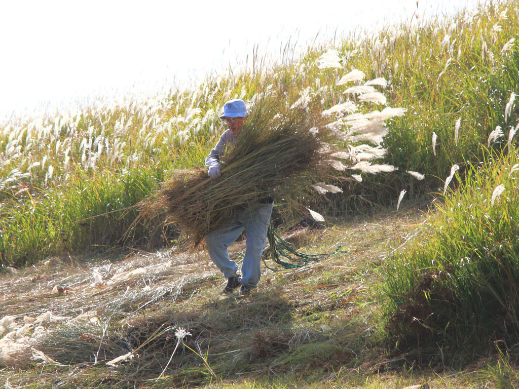 伊豆稲取「細野高原」ススキの収穫作業