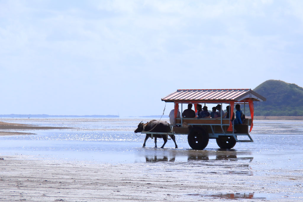 八重山諸島「由布島」浅瀬を渡る水牛車