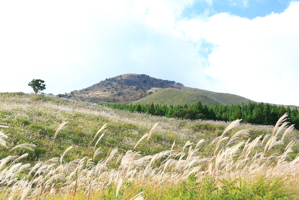 伊豆稲取「細野高原」三筋山裾野から山頂を望む