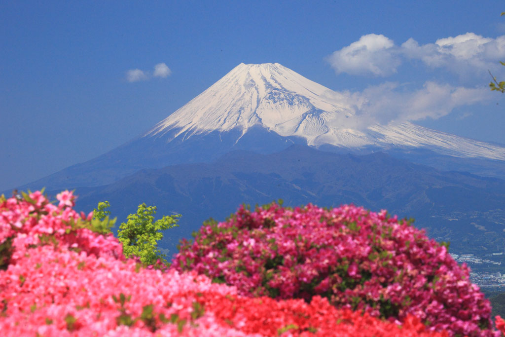 伊豆の国市「葛城山」パノラマパーク頂上からのツツジと富士