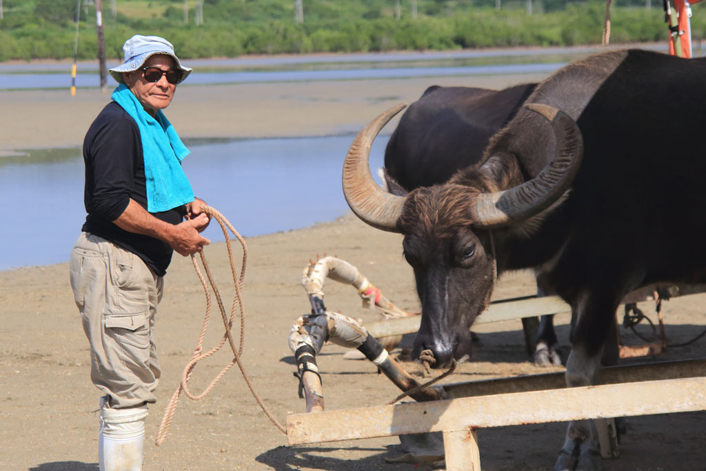 八重山諸島「由布島」水牛車ガイドと水牛