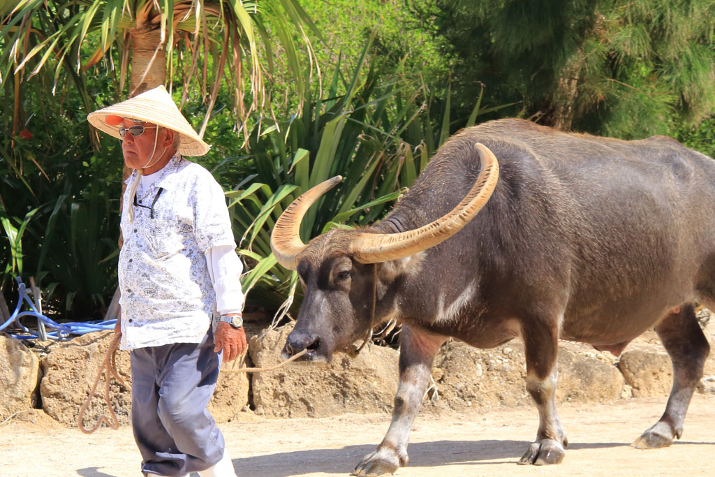八重山諸島「由布島」八重山スタイルの水牛車ガイド
