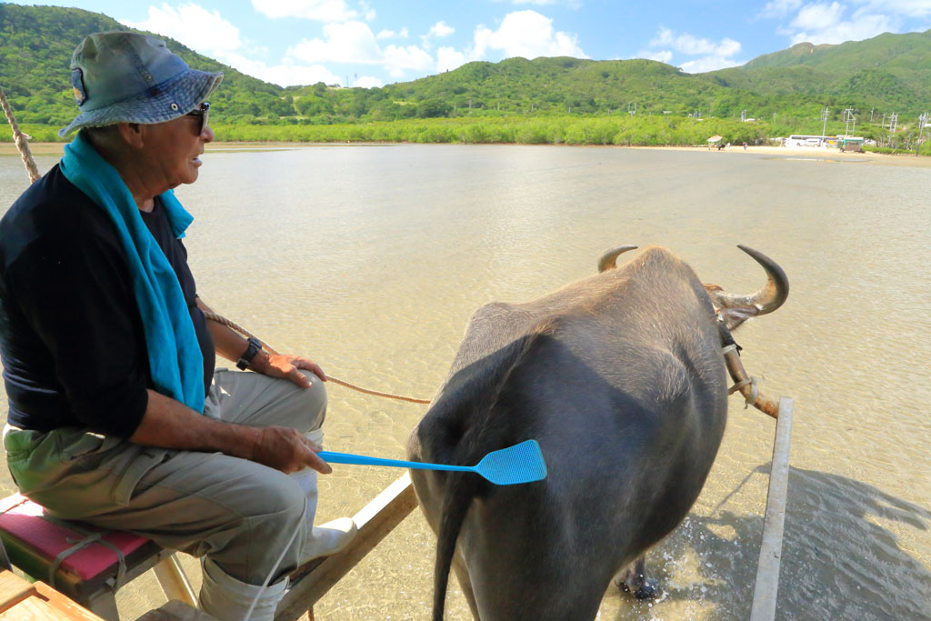 八重山諸島「由布島」水牛車で西表島に向かう