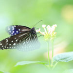 クローズアップ写真「蝶」アサギマダラ