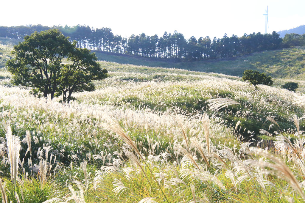 伊豆稲取「細野高原」裾野のススキ野原