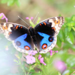 クローズアップ写真「蝶の世界」アオタテハモドキ
