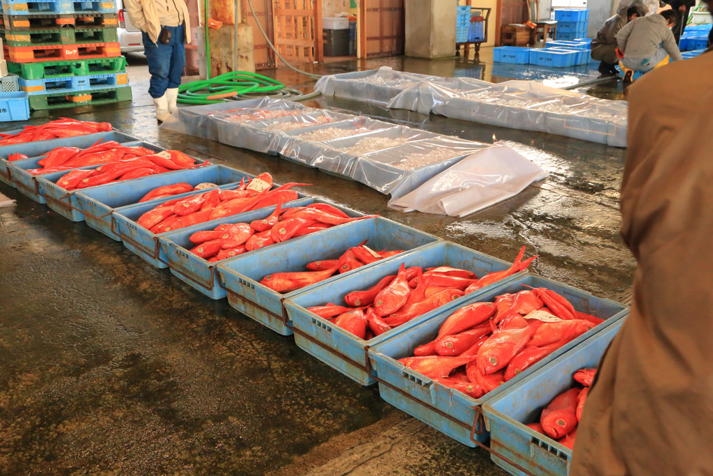 下田市「下田市魚市場」出荷を待つ金目鯛