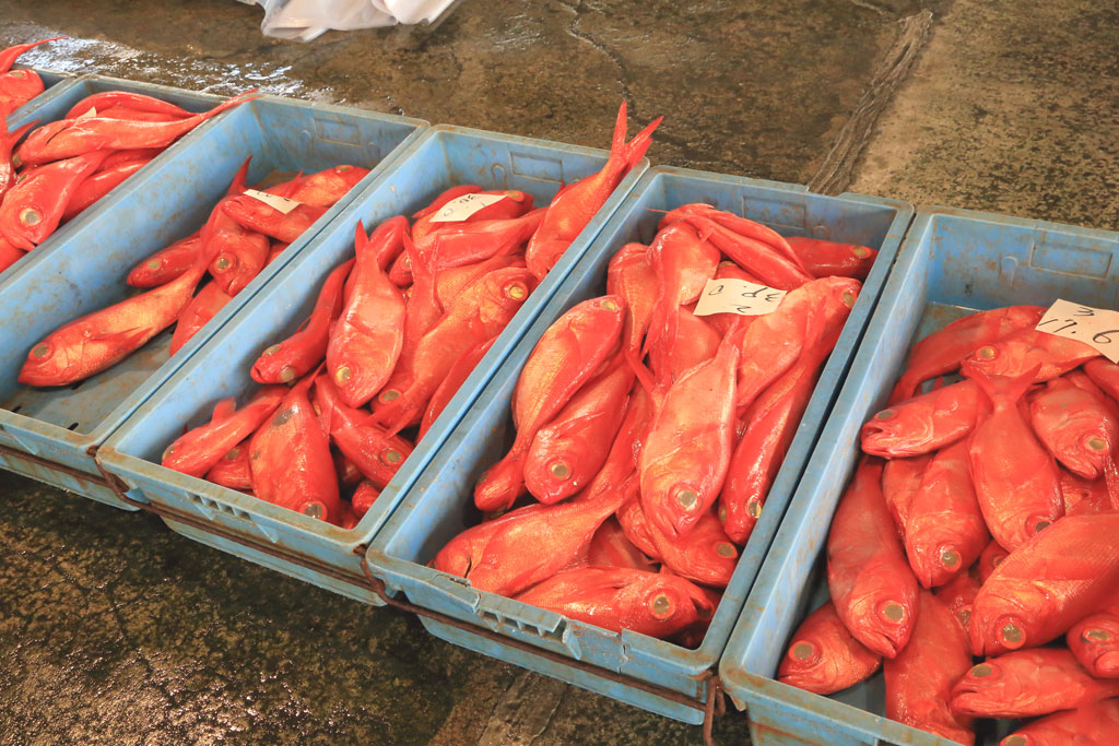 下田市「下田市魚市場」出荷前の金目鯛