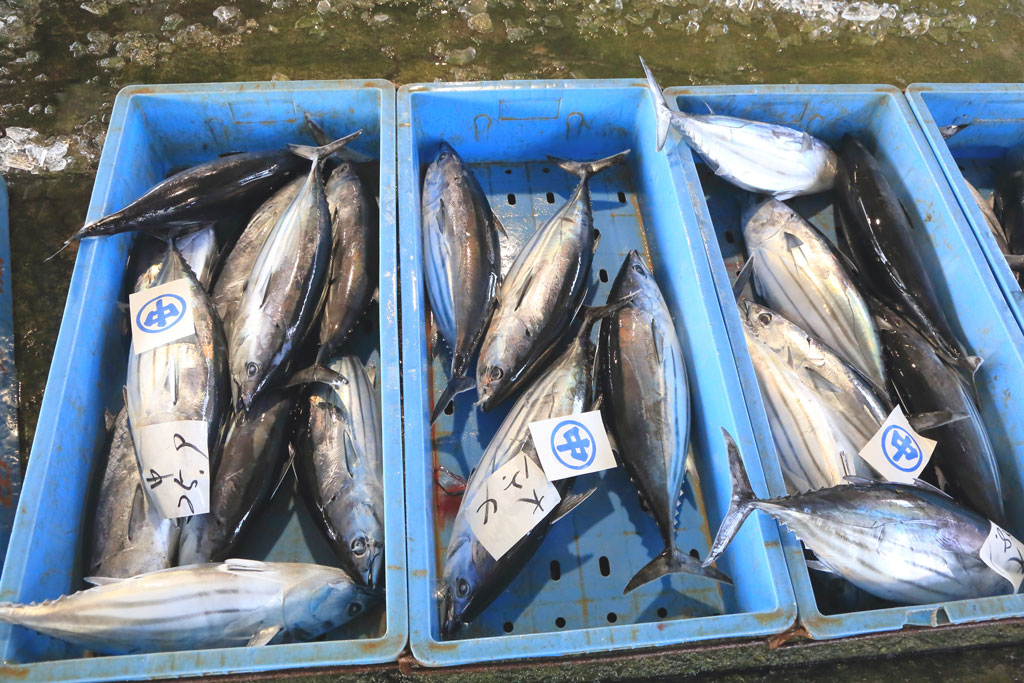 下田市「下田市魚市場」セリ落とされたカツオ