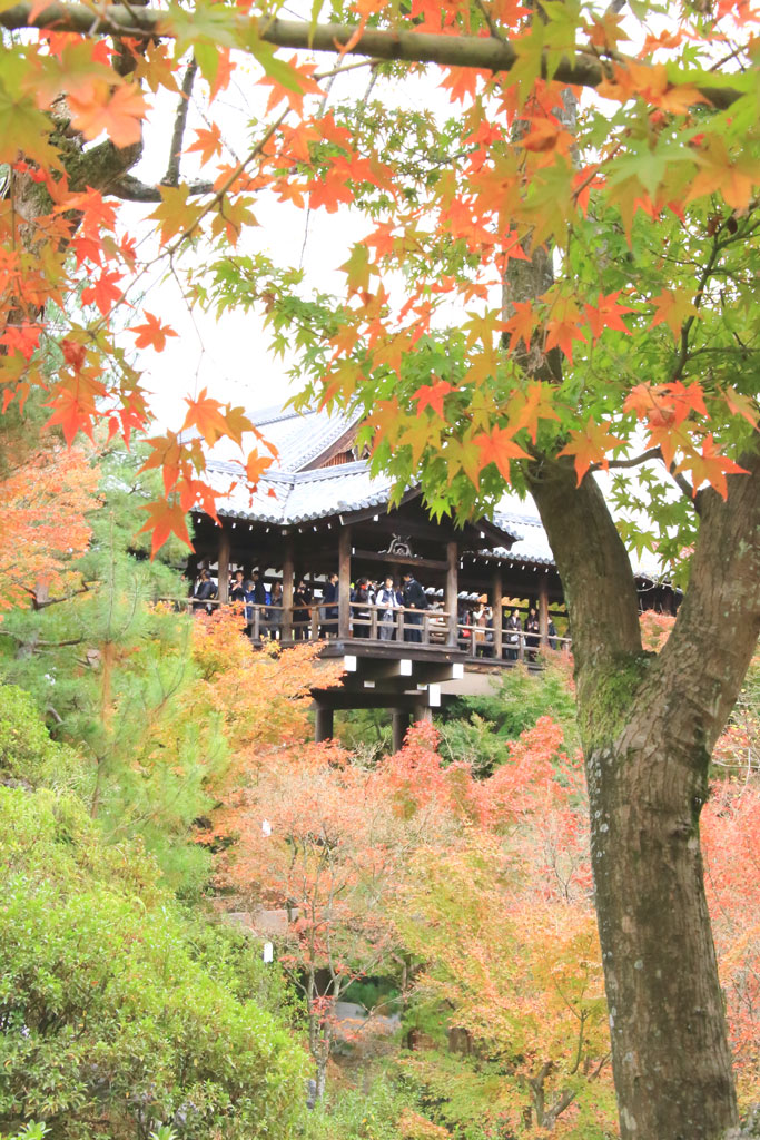 京都「東福寺」通天橋の紅葉