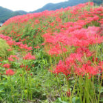 神奈川県「日向薬師」田園を彩る彼岸花風景
