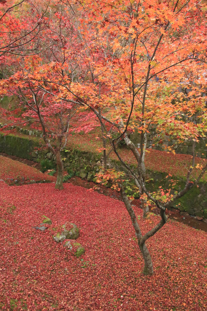 京都「東福寺」紅葉の絨毯