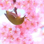 「四季の風景」河津桜の蜜を求めるメジロ