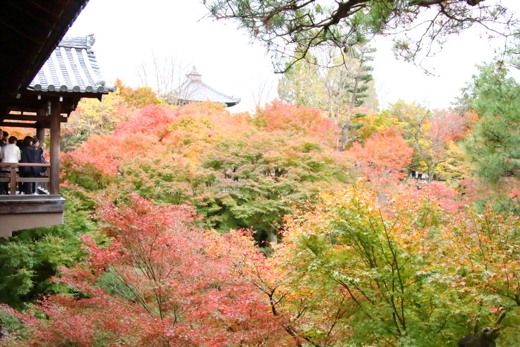 京都「東福寺」通天橋からの紅葉