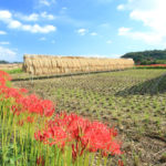 神奈川県「日向薬師」彼岸花と稲刈り後の田園風景