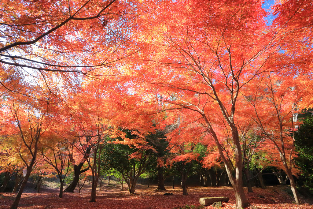 伊東市「一碧湖」湖畔の紅葉林