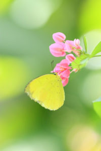 多摩動物公園「昆虫生態園の蝶」タイワンキチョウ