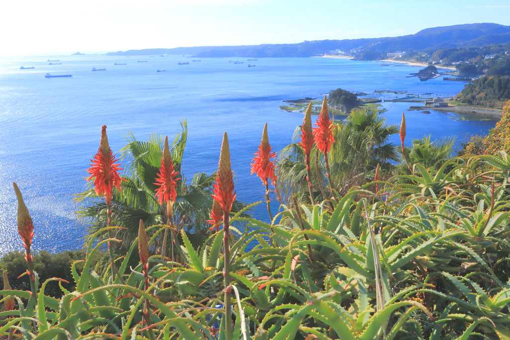 下田市白浜「アロエの里」尾ヶ崎から白浜を望む