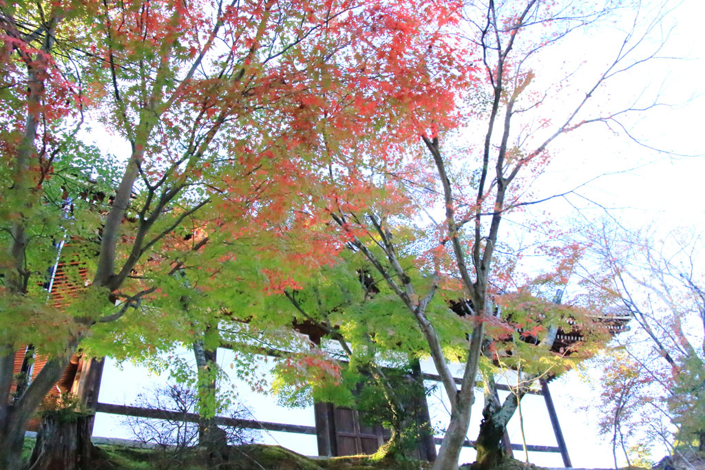 京都「金戒光明寺」境内の紅葉