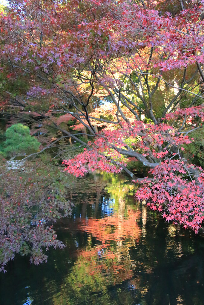 京都「金戒光明寺」方丈北庭の池に映える紅葉
